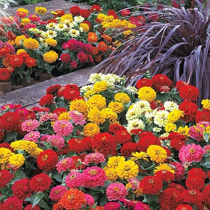 1000+ Crazy Blend Zinnia Seeds for Planting, Heat & Drought Tolerant, Zinnia Elegans Lilliput Seeds, Garden Cut Flower Mix, Non GMO, Untreated Mixed Color Zinnia Flowers
