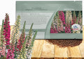 Outsidepride Digitalis Purpurea Foxy Foxglove Seeds – 10000 Pcs Biennial, Prolific, Tall Growing Flower Seeds w/Pollinator-Friendly Blooms for Shaded Gardens & Outdoor Landscapes (AAS Winner)