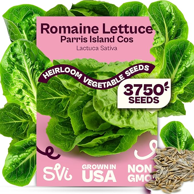 SVI 3750 Parris Island Cos Romaine Lettuce Seeds (Lactuca Sativa) – Green Leaf Lettuce Romaine Seed Packets – Disease Resistant, Heirloom Vegetable Seeds for Outdoor Vegetable Garden