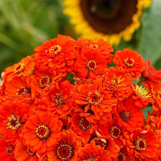 Eden Brothers Zinnia Seeds - Orange King, Non-GMO Seeds for Planting, 1 lb | Low-Maintenance Flower Seeds, Plant During Spring, Zones 3, 4, 5, 6, 7, 8, 9, 10