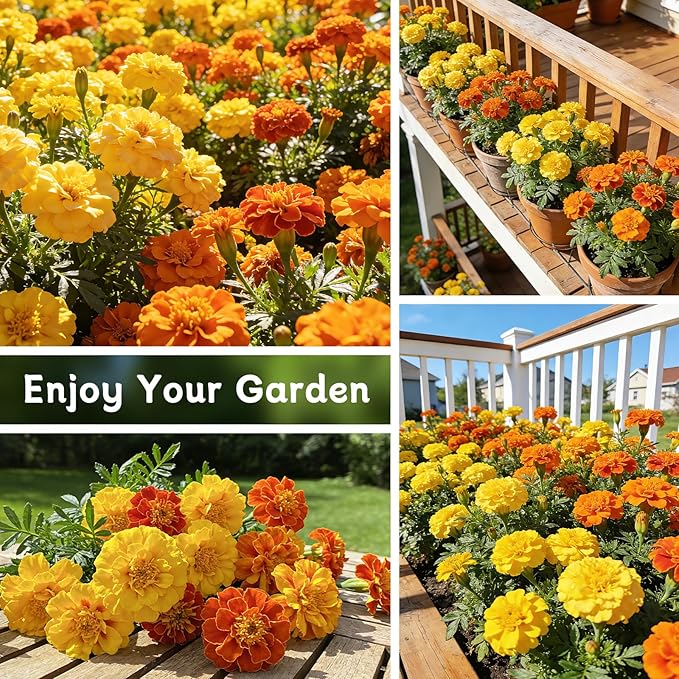 LUOJIBIE French Marigold Seeds for Planting Outdoors, Giant Marigold Flowers Seeds Bulk for 2026, Over 8,500+ Seeds Prolific Blooms, Ideal for Vibrant Pollinator Gardens