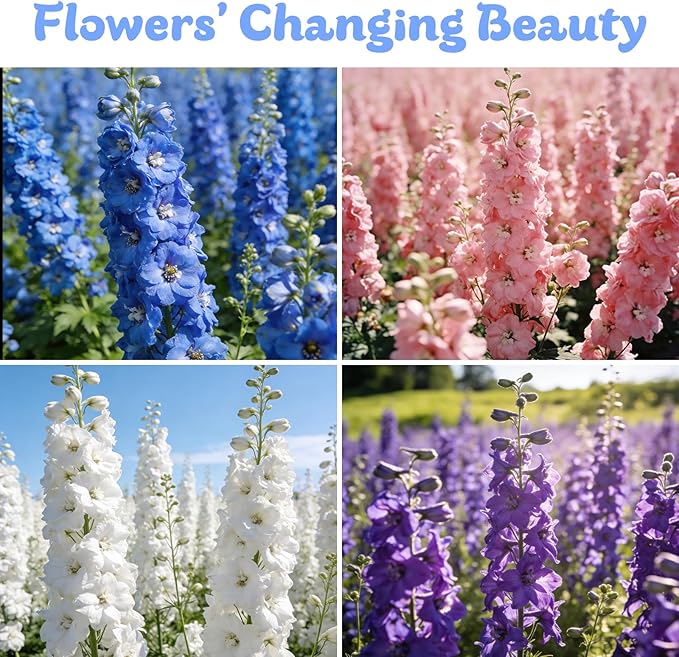 Delphinium Seeds 16000+ Mixed Color Larkspur Seeds for Planting Outdoors, Delphinium Plants Live 2026 Flower Seed to Plant Outside Non-GMO, Garden Wildflower (Delphinium)