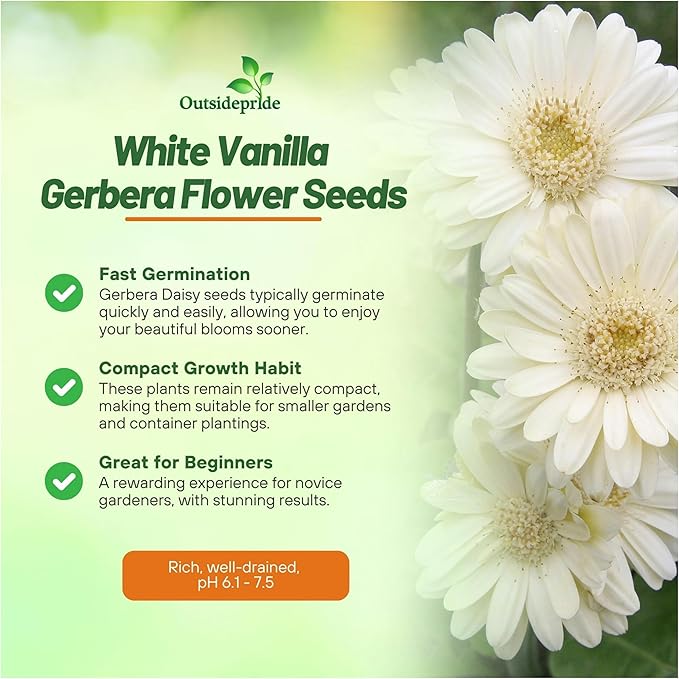 Outsidepride Vanilla Gerbera Seeds - 10 Pcs Perennial, Compact & Low Maintenance, Flower Seeds for Planting w/Vibrant White Blooms, Ideal for Garden Landscaping & Cut Flower Arrangements