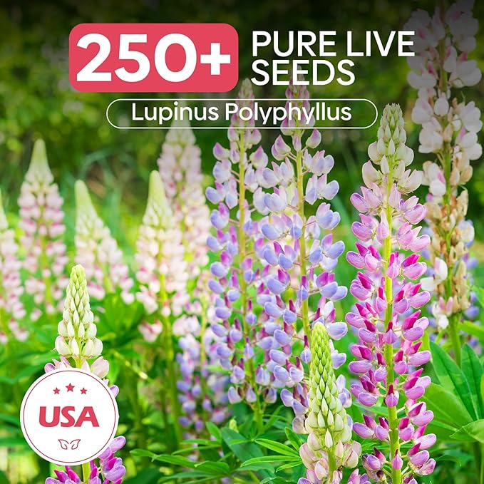Groundio Russell Lupine Seeds, Lupinus Polyphyllus 36-48 Inch Tall Mix Color Flower, Red, White, Pink, Purple Perfect for Garden, Non-GMO, Heirloom, Open Pollinated, USDA Zone 3-9