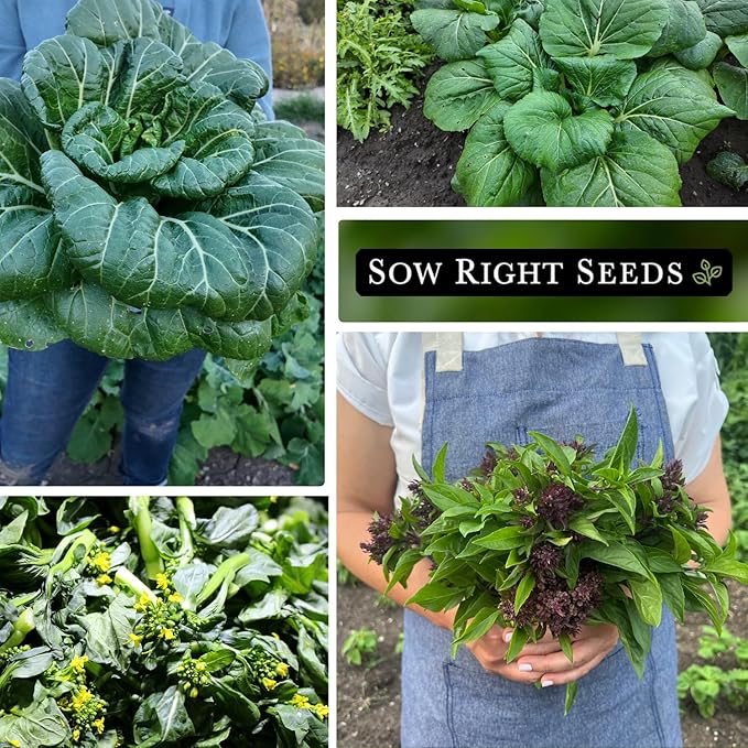Sow Right Seeds - Asian Greens Seed Collection for Planting - Includes Thai Basil, Bok Choy, Chinese Celery, Tat SOI & Yu Choy Sum - Non-GMO Heirloom Varieties to Plant and Grow Indoors or Outdoors