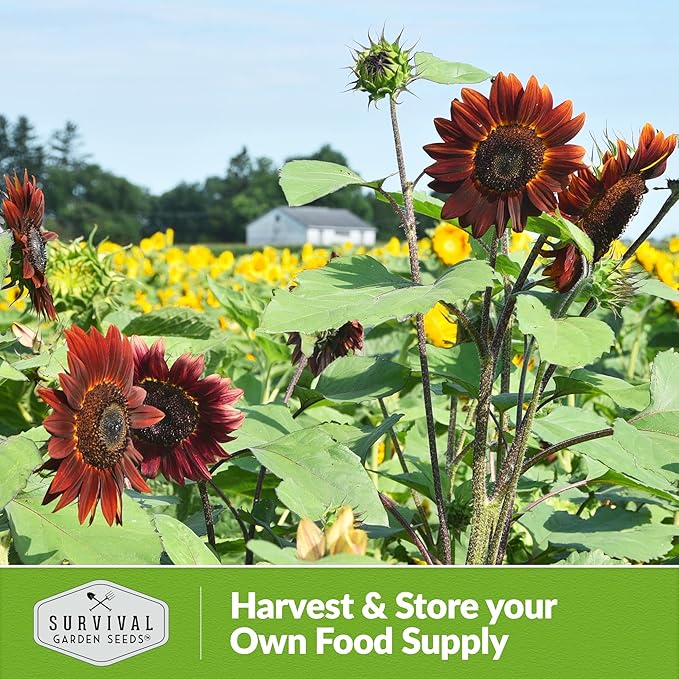 Chocolate Cherry Sunflower Seeds for Planting | Rare Burgundy Black Blooms, 6-7ft Giant Non-GMO Heirloom Flower - Survival Garden Seeds (2 Packs)