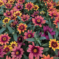 Eden Brothers Zinnia Seeds - Profusion Red-Yellow Bicolor, Non-GMO Seeds for Planting, Packet | Low-Maintenance Flower Seeds, Plant During Spring, Zones 2, 3, 4, 5, 6, 7, 8, 9, 10, 11