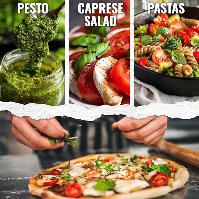 Seed Needs Basil Seeds for Planting Italian Large Leaf Herbs - Non-GMO Heirloom & Untreated - Grow an Indoor or Outdoor Home Grown Herb Garden (1 Pack)