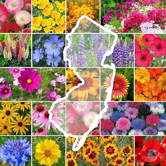 Eden Brothers New Jersey Wildflower Mixed Seeds for Planting, 5 lbs, 2,400,000+ Seeds with Cornflower, Coneflower | Attracts Pollinators, Plant in Spring or Fall, Zones
