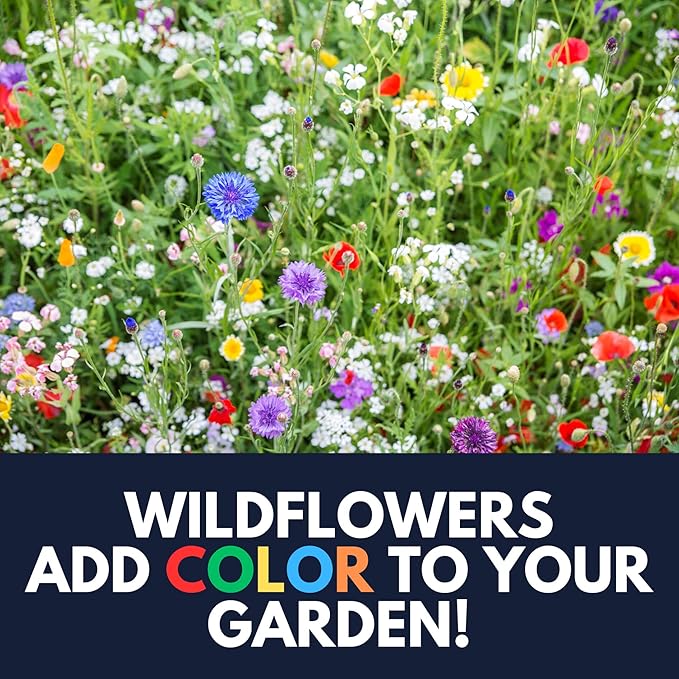 Partial Shade Wildflower Mix - (Seed Packet) - Bring Color to Low-Light Areas That Thrive with Dappled Sun, producing Vibrant Blooms in Yards, Garden beds, Fence Lines, and Woodland Edges.