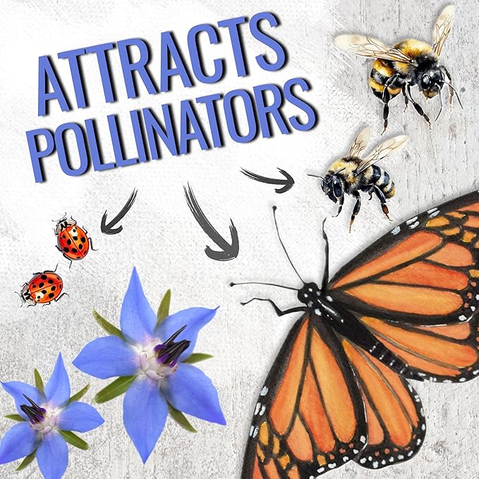 Seed Needs Borage Seeds for Planting Blue Star Flowers - Heirloom Non-GMO & Untreated - Plant a Home Grown Flowering Herb Garden Attract Bees, Butterflies & Other Pollinators (5 Packs)