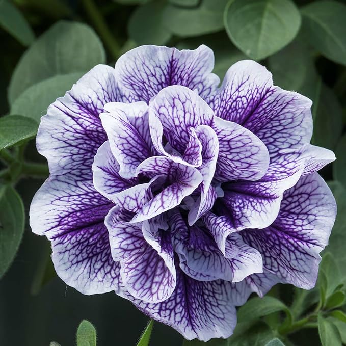 330+Perennial Petunia Double Flower Seed for Planting Outdoor