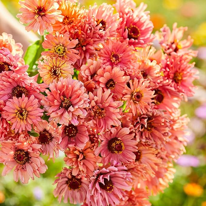 Eden Brothers Zinnia Seeds - Senorita, Non-GMO Seeds for Planting, 1/4 lb | Low-Maintenance Flower Seeds, Plant During Spring, Zones 3, 4, 5, 6, 7, 8, 9, 10