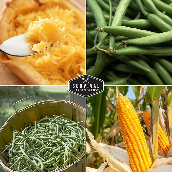 Three Sisters Collection Seed Vault - Non-GMO Heirloom Seeds for Planting Vegetables - Sweetcorn, Butternut Winter Squash & Pole Beans for Growing on Your Homestead - Survival Garden Seeds
