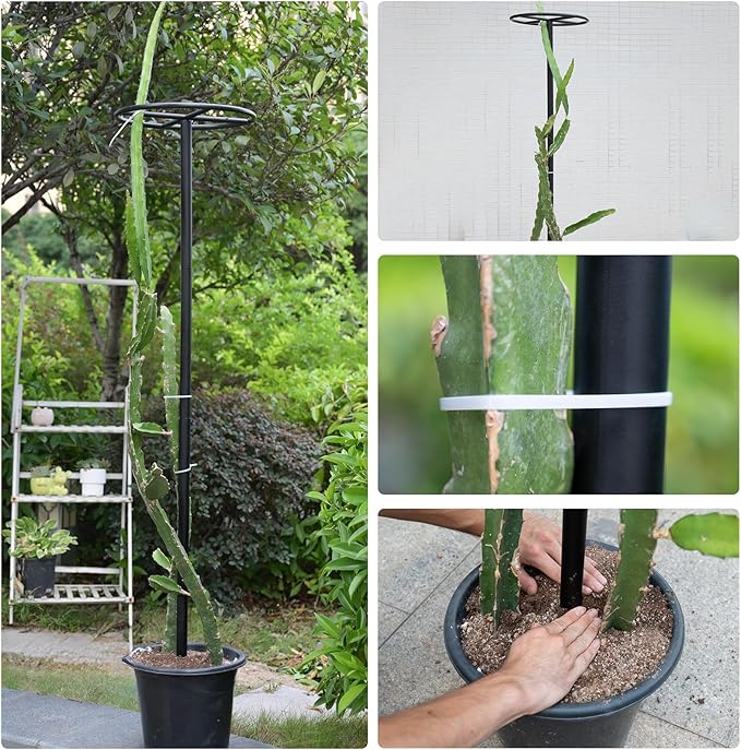 60-Inch Dragon Fruit Trellis - 2 Durable Metal Supports for Climbing Plants, Easy to Assemble Outdoor Garden Trellis for Dragon Fruit Enthusiasts