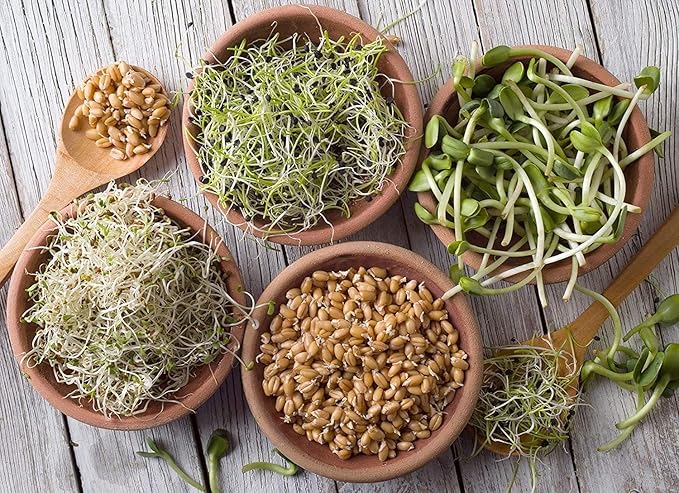 Handy Pantry Organic Sprouting Seed Assortments - Microgreens, Sprout Seeds Variety Pack (12 Pack - Premeasured)