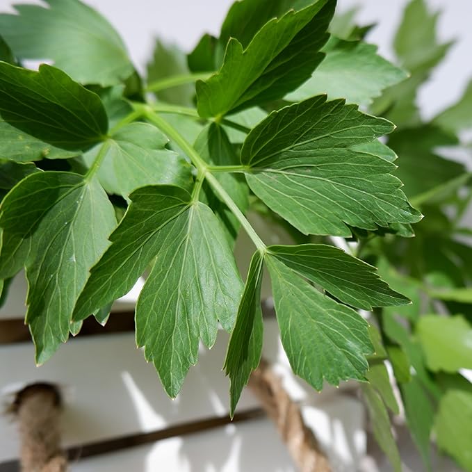 Seed Needs Lovage Seeds for Planting - Non-GMO Heirloom & Untreated Herbs to Plant a Medicinal/Culinary Home Grown Herb Garden Indoors or Outdoors (1 Pack)