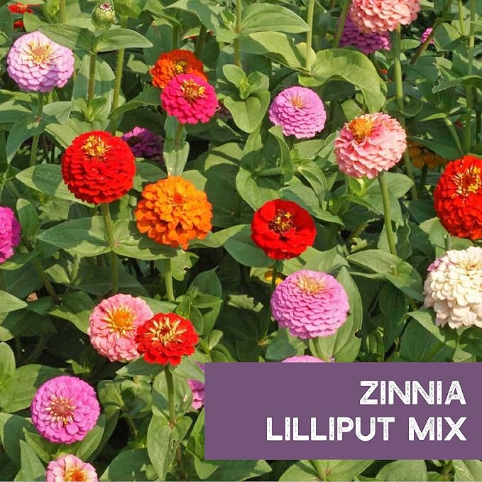 Zinnia Seeds for Planting Outdoors - ~1,500 Lilliput Semi-Dwarf Zinnia Seeds - Dazzling 1-2" Lush Pompom-Like Dwarf Bulbs - Zinnia elegans Pollinator Seed Mix - Bright Annual Flower Seed Packets