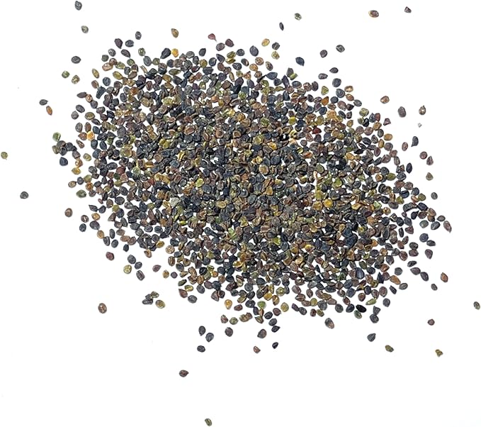 Seed Needs Purple Rockcress Seeds for Planting - Heirloom & Open Pollinated Perennial Flower Great for Rock Gardens, Groundcover, Attracts Pollinators (5 Packs)