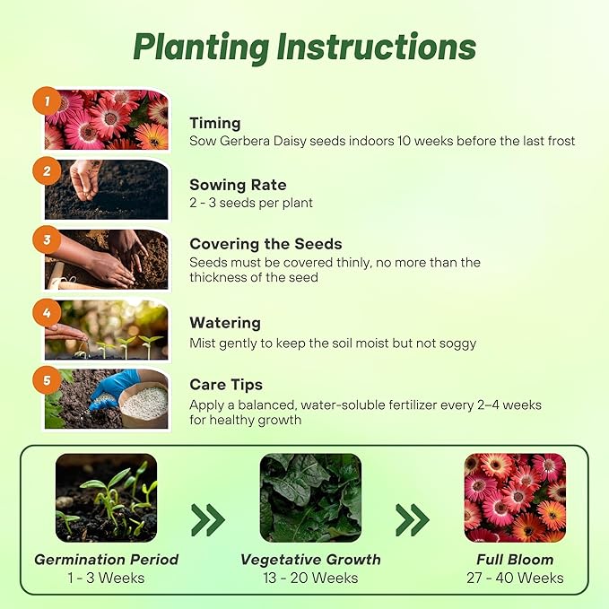 Outsidepride Bicolor Mix Gerbera Seeds - 10 Pcs Perennial, Compact & Low Maintenance, Flower Seeds for Planting w/Vibrant Mixed Blooms, Ideal for Garden Landscaping & Cut Flower Arrangements