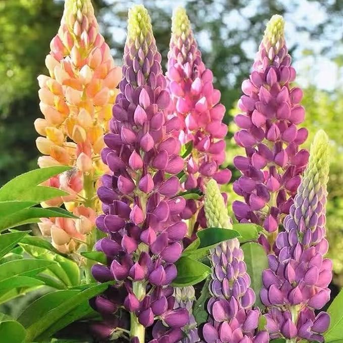 100 Lupine Flower Seeds – Colorful Perennial Blooms for Borders and Pollinator Gardens, Non-GMO and Easy to Grow
