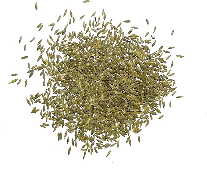 Seed Needs Dandelion Seeds for Planting Traxacum officinale - Non-GMO Heirloom & Untreated Garden Seed to Plant Dandelions for Herbal Uses & Edible Salads (2 Packs)