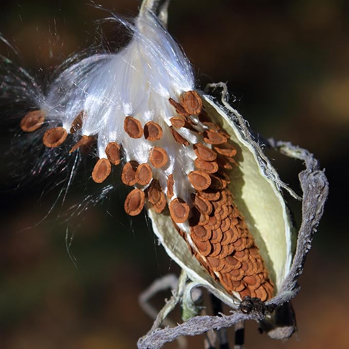 Seed Needs Milkweed Seeds to Plant a Butterfly Garden for Attracting Monarch Butterflies - Collection of Pink, Orange & White Asclepias Milk Weed Variety Pack (5 Packs)