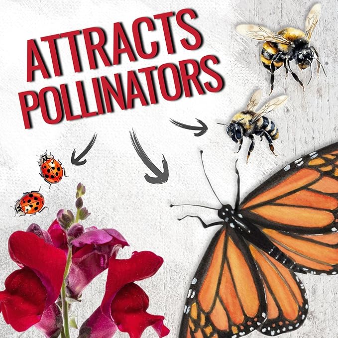 Seed Needs, Mixed Tetra Snapdragon Seeds - 1,000 Heirloom Seeds for Planting Antirrhinum majus - Annual Flowers to Attract Butterflies, Bumblebees, Honeybees & Other Pollinators (5 Packs)