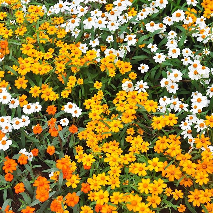 Eden Brothers Zinnia Seeds - Linearis Mix, Non-GMO Seeds for Planting, Packet | Low-Maintenance Flower Seeds, Plant During Spring, Zones 3, 4, 5, 6, 7, 8, 9, 10