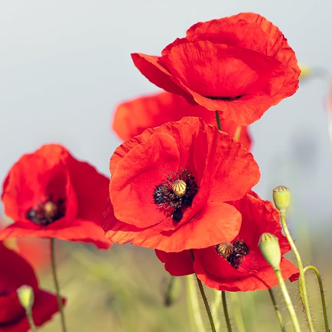 Seed Needs Corn Poppy Seeds for Planting Wildflower Seeds | 1.5 Ounce Papaver Rhoeas Annual Flower Seed Red Blooms | Produces Red Prolific Blooms an American Summer Favorite | Bulk