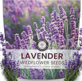 Lavender – 7,000 Seeds for Planting – 2026 Season – 1/4 Ounce Pouch