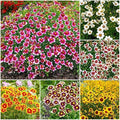 5000+ Coreopsis Plains Wildflower Seeds - Perennial Non-GMO Heirloom Seeds, Drought-Tolerant for Natural Wildflower Gardens