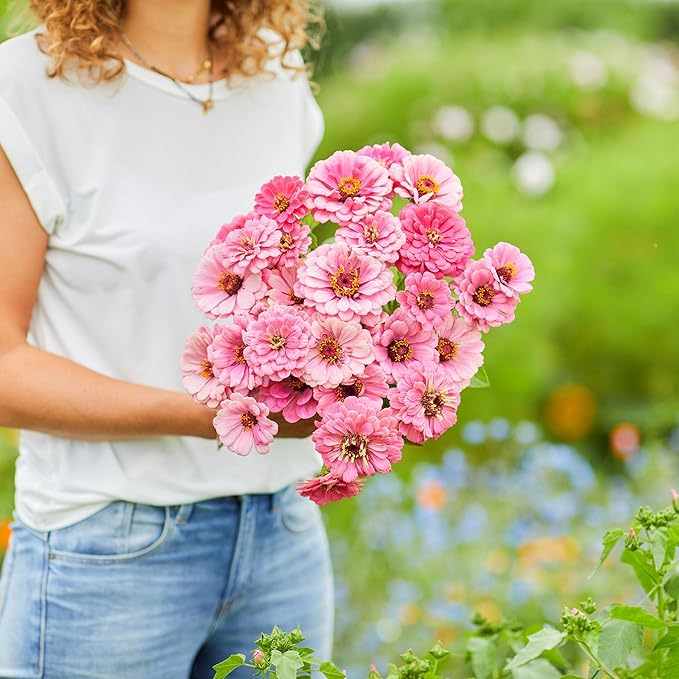 Eden Brothers Zinnia Seeds - Luminosa, Non-GMO Seeds for Planting, Packet | Low-Maintenance Flower Seeds, Plant During Spring, Zones 3, 4, 5, 6, 7, 8, 9, 10