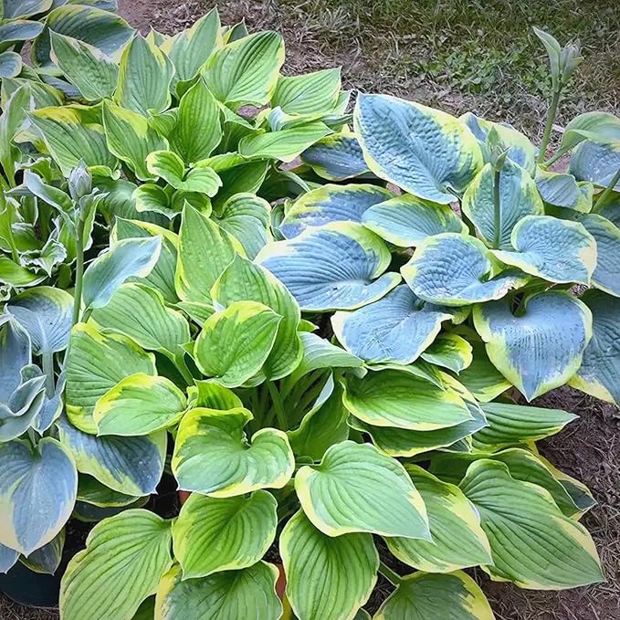 Mix Hosta Seeds for Planting, 280+pcs Rare Perennial Hosta Flower Seeds Plants, Non-GMO Heirloom Long Blooming Shaded Entry Pathway Flowers for Garden Outdoors