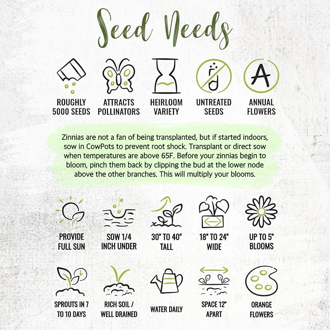 Seed Needs Zinnia Seeds Orange King Variety Fast Blooming | 5,000+ Heirloom & Open Pollinated Seeds | Annual Cut Flowers Large Blooming | Bulk
