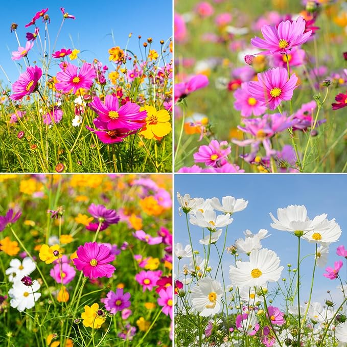 10 Varieties Cosmos Seeds,1 Ounce Over 5000+ Crazy Blend Cosmos Wildflower Seeds -Sensation Mix, Candystripe, Gloria and Sulphur, Non-GMO | Heirloom | Open Pollinated