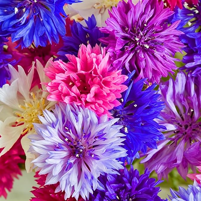 Mix Cornflower Seeds for Planting, 518+pcs Rare Perennial Double Dwarf Cornflower Flower Seeds Plants, Heirloom Non-GMO Hummingbirds Open Pollinated Wildflowers for Home Garden Outdoors