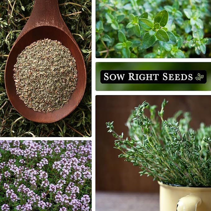 Sow Right Seeds - Thyme Seed for Planting - Non-GMO Heirloom Packet with Instructions for Easy Planting Your Kitchen Herb Garden - Indoor or Outdoor - Great for Hydroponics Growing - Culinary Herb (1)