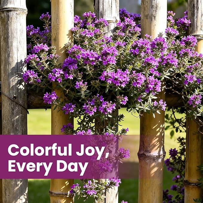 20000+pcs Creeping Thyme Seeds for Planting, Perennial Ground Cover Plants Heirloom Flowers Seeds Fragrant Herb Seeds for Lawns & Paths Garden