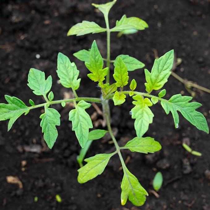 Seed Needs Tomato Seeds for Planting Indeterminate True Beefsteak Tomatoes - Non-GMO Heirloom & Untreated Vegetable Seed to Plant a Home Grown Outdoor Veggie Garden (5 Packs)