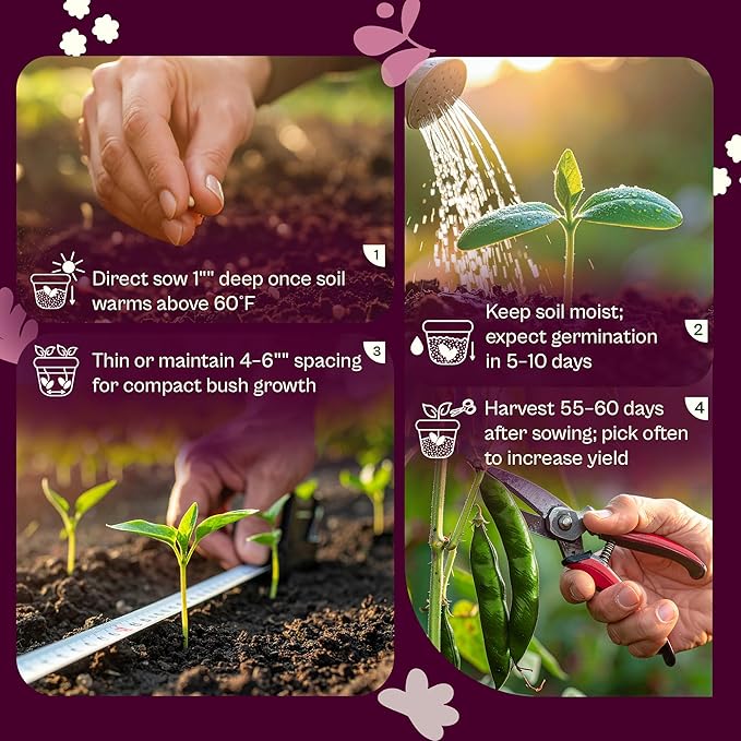SVI 50 Blue Lake 274 Bush Green Bean Seeds (Phaseolus vulgaris) – Bush Beans Seed Packets, String Beans – Heirloom Vegetable Seeds for Outdoors, Home Garden & Containers