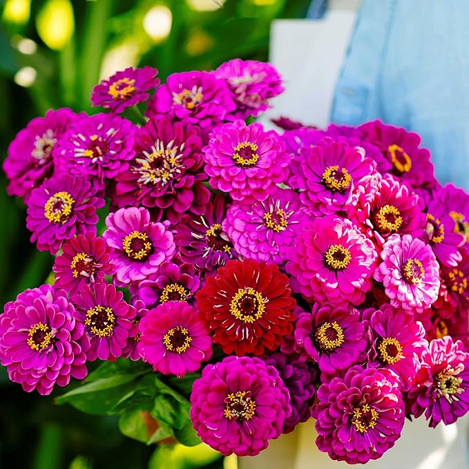 Eden Brothers Zinnia Seeds - Purple Prince, Non-GMO Seeds for Planting, 1 lb | Low-Maintenance Flower Seeds, Plant During Spring, Zones 3, 4, 5, 6, 7, 8, 9, 10