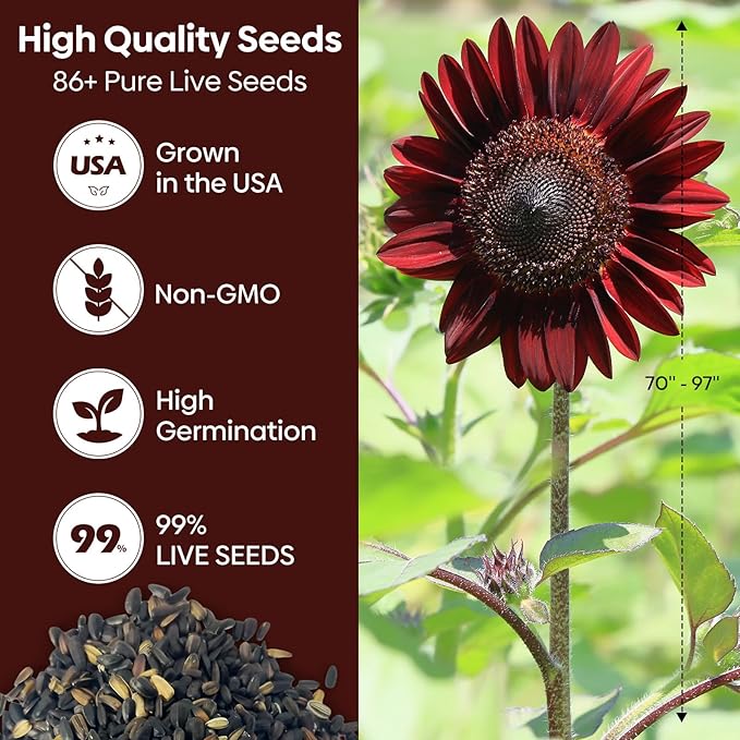 Chocolate Cherry Sunflower Seeds, 6-8 FT Giant Burgundy Black Sunflower, 80+ Helianthus Annuus Seeds, Non-GMO | Heirloom | High Germination | Attracts Pollinators