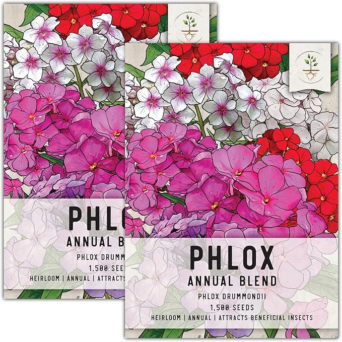 Seed Needs Annual Phlox Seeds for Planting a Colorful Mixture of Flowers - Heirloom & Open Pollinated Wildflowers to Attract Butterflies and Other Pollinators to an Outdoor Garden (2 Packs)