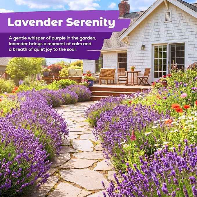 7,000+ Lavender Seeds Large Non GMO 3/4 Ounce Packet English Lavender Seeds- Heirloom Seeds Lavandula Angustifolia Wildflower Seed for Planting Indoor/Outdoor, High Germination