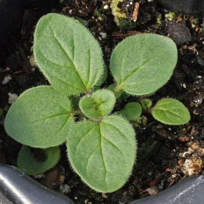 Seed Needs Oregano Seeds for Planting Italian Herbs - Non-GMO Heirloom & Untreated Culinary Herb Seed - Grow Indoors or Outdoors for a Kitchen Garden (1 Pack)