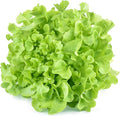 1000+ Oakleaf Lettuce Seeds - Heirloom Non-GMO USA Grown - Leaf Lettuce Seeds for Planting by RDR Seeds