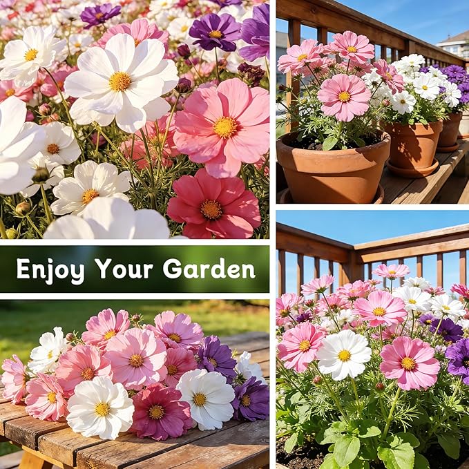 LUOJIBIE Cosmos Seeds, 10,000+ Cosmos Flower Seeds for 2026, Wildflower Seeds for Planting Outdoor Garden, Crazy Blend Mix Color, No Filler, 3 Oz Packet, Easy to Grow
