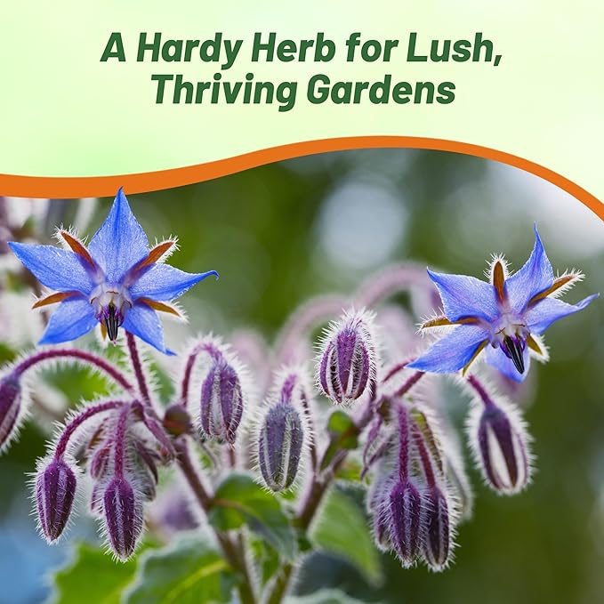 Outsidepride Blue Borage Seeds for Planting – 1/4 lb. Annual, Drought-Tolerant Herb Seeds with Star-Shaped Blooms, Attracts Bees for Pollinator Gardens, Summer Teas, Decoration & Culinary Use