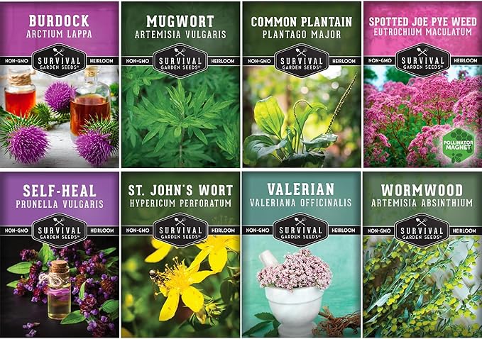 Advanced Medicinal Herb Seeds Collection - Variety Pack for Planting with Plantain, Joe-Pye Weed, St John’s Wort, Valerian, Mugwort - Heirloom Apothecary Herbalist Seed Bundle - Survival Garden Seeds